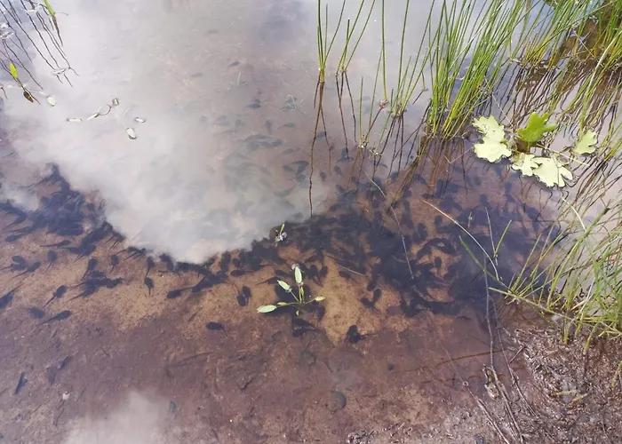 Cozy Log Retreat-by Traum